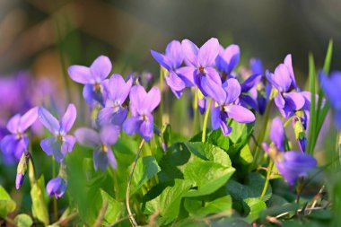 Güzel bir bahar, küçük mor çiçek, Violka kokulu, Violka. Doğada bahar zamanı. (Viola odorata)