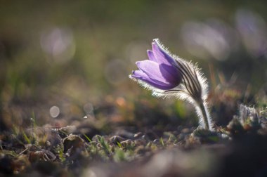 Çiçekli bahar arkaplanı. Baharda gün batımında güzel doğa. Pasque çiçeği (Pulsatilla grandis)