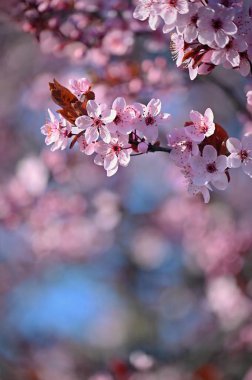 Bahar arka planı. Güzel renkli çiçek açan bahar ağacı. Japon kirazı, Sakura. Doğa arkaplanı.