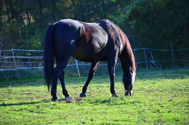 Güneşli bir günde güzel bir at yeşil bir çayırda otluyor. Hayvanlar ve natur için kavram