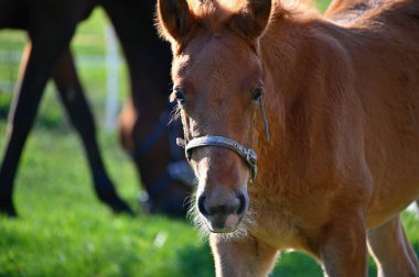 Güneşli bir günde güzel bir at yeşil bir çayırda otluyor. Hayvanlar ve natur için kavram