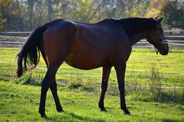 Güneşli bir günde güzel bir at yeşil bir çayırda otluyor. Hayvanlar ve natur için kavram