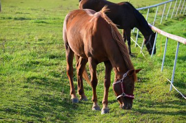 Güneşli bir günde güzel bir at yeşil bir çayırda otluyor. Hayvanlar ve natur için kavram