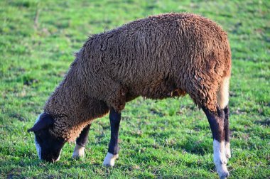 Koyunlar tarlada otluyor. Hayvanlar ve tarım kavramı.