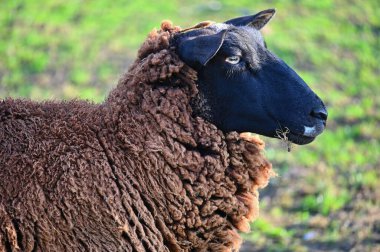 Koyunlar tarlada otluyor. Hayvanlar ve tarım kavramı.