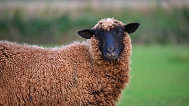 Koyunlar tarlada otluyor. Hayvanlar ve tarım kavramı.