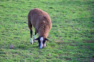 Koyunlar tarlada otluyor. Hayvanlar ve tarım kavramı.