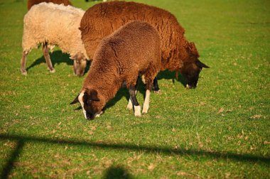Koyunlar tarlada otluyor. Hayvanlar ve tarım kavramı.