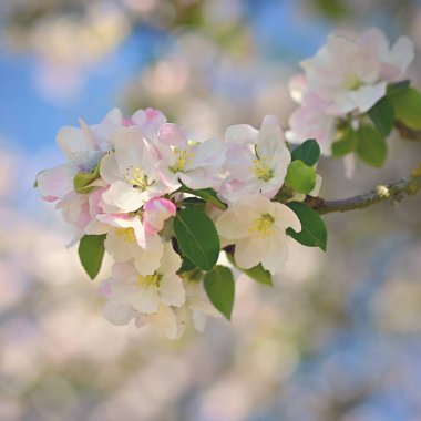 Çiçek açan güzel bir meyve ağacı. Bir elma ağacı. Doğada ve ilkbaharda beyaz çiçekler. Mayıs için arkaplan.
