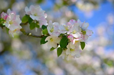 Çiçek açan güzel bir meyve ağacı. Bir elma ağacı. Doğada ve ilkbaharda beyaz çiçekler. Mayıs için arkaplan.