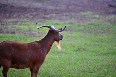 Çiftlikteki güzel keçiler. Hayvanlar ve tarım kavramı