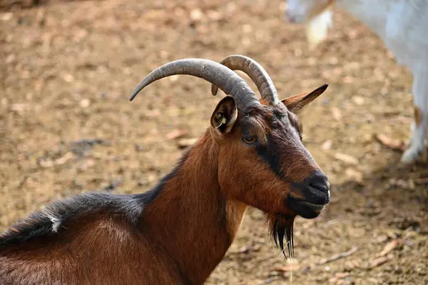 Çiftlikteki güzel keçiler. Hayvanlar ve tarım kavramı