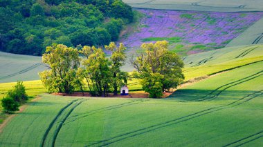 Tarlaları, tepeleri ve günbatımıyla güzel bir bahar manzarası. Çek Cumhuriyeti - Güney Moravya (Moravya Tuscany) Tarım, seyahat, çevre ve doğa kavramı..