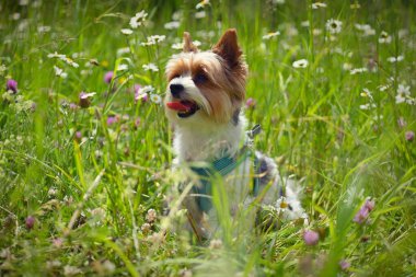 Doğada güzel bir köpek resmi, Biewer Yorkshire Teriyeri. Hayvanlar ve hayvanlar için kavram.