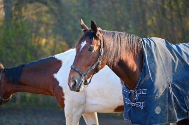 Güneşli bir günde güzel bir at yeşil bir çayırda otluyor. Hayvanlar ve natur için kavram