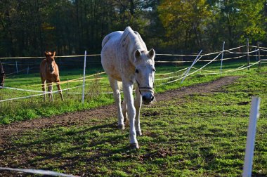 Güneşli bir günde güzel bir at yeşil bir çayırda otluyor. Hayvanlar ve natur için kavram