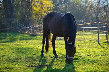 Güneşli bir günde güzel bir at yeşil bir çayırda otluyor. Hayvanlar ve natur için kavram