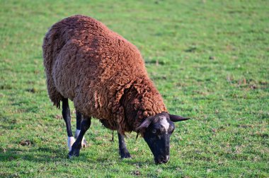 Koyunlar tarlada otluyor. Hayvanlar ve tarım kavramı.