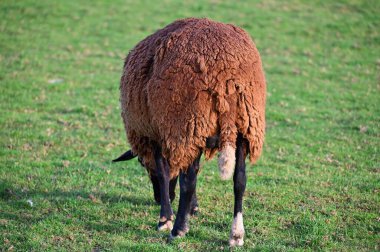 Koyunlar tarlada otluyor. Hayvanlar ve tarım kavramı.