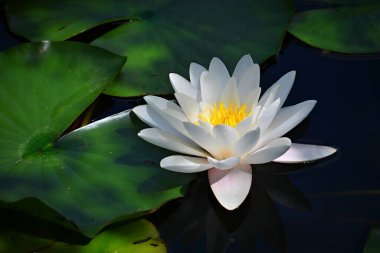  Nilüfer çiçeğinin (Nymphaea) geniş yeşil nilüferlerle çevrili sakin bir gölet yüzeyinde yüzerken yakın plan görüntüsü. Yumuşak doğal ışık, narin beyaz yaprakları ve canlı sarı merkezi vurgular..