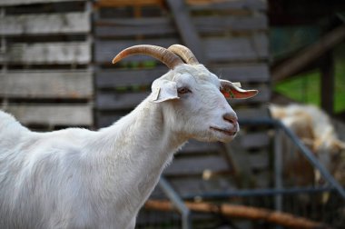Çiftlikteki güzel keçiler. Hayvanlar ve tarım kavramı