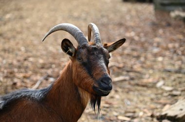 Çiftlikteki güzel keçiler. Hayvanlar ve tarım kavramı