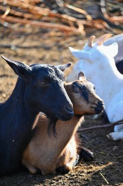 Çiftlikteki güzel keçiler. Hayvanlar ve tarım kavramı