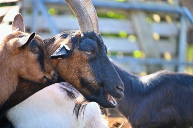 Çiftlikteki güzel keçiler. Hayvanlar ve tarım kavramı