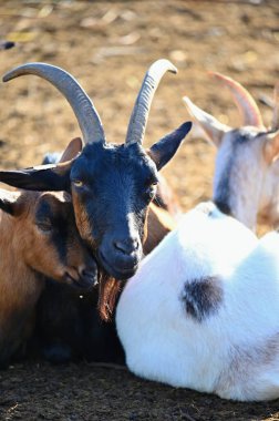 Çiftlikteki güzel keçiler. Hayvanlar ve tarım kavramı