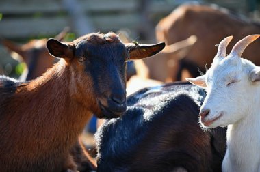 Çiftlikteki güzel keçiler. Hayvanlar ve tarım kavramı