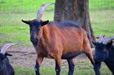 Çiftlikteki güzel keçiler. Hayvanlar ve tarım kavramı