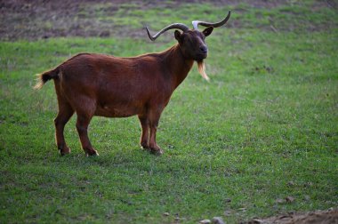 Çiftlikteki güzel keçiler. Hayvanlar ve tarım kavramı