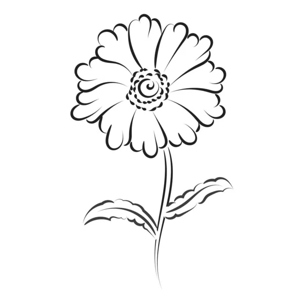 Bosquejo Simple Con Una Flor Dejar Esquema Ilustración Vectorial Dibujado — Archivo Imágenes Vectoriales