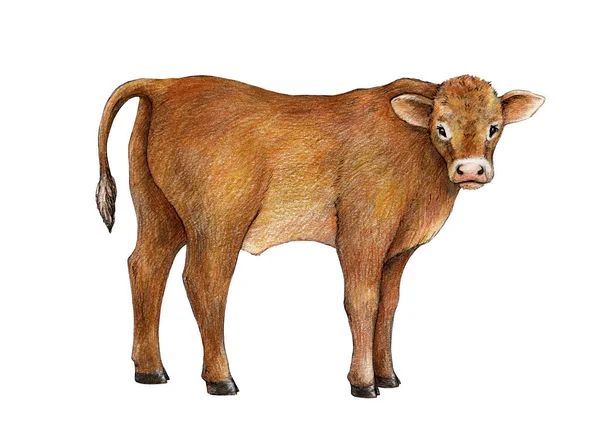 小母牛小牛犊手绘图解 可爱的农场小动物 棕色的头发年轻站在小腿侧面看 水彩画元素 白人背景 — 图库照片