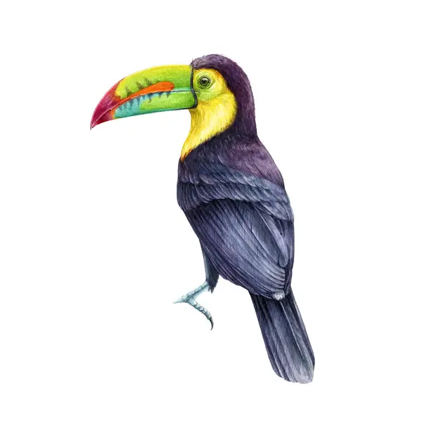 Tukan Vogel Aquarell Illustration Handgezeichnete Realistische Kielschnabelförmige Tukan Regenwald Einheimische — Stockfoto