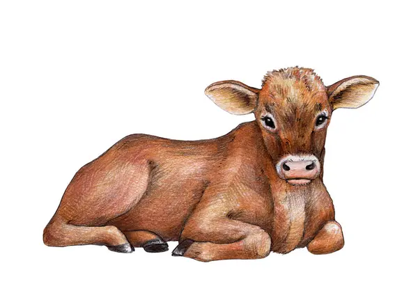 Piccolo Vitello Disegnato Mano Illustrazione Carino Animale Allevamento Mucche Posa — Foto Stock