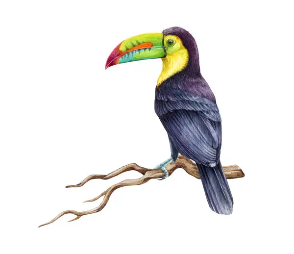 Kielschnabeltukan Auf Dem Ast Aquarell Illustration Handgezeichneter Tropischer Dschungel Heller — Stockfoto