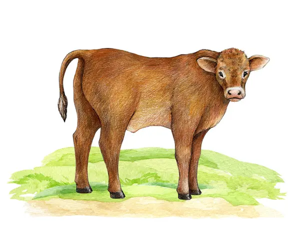 Small Cow Green Grass Hand Drawn Illustration Cute Baby Farm — Stock Photo, Image