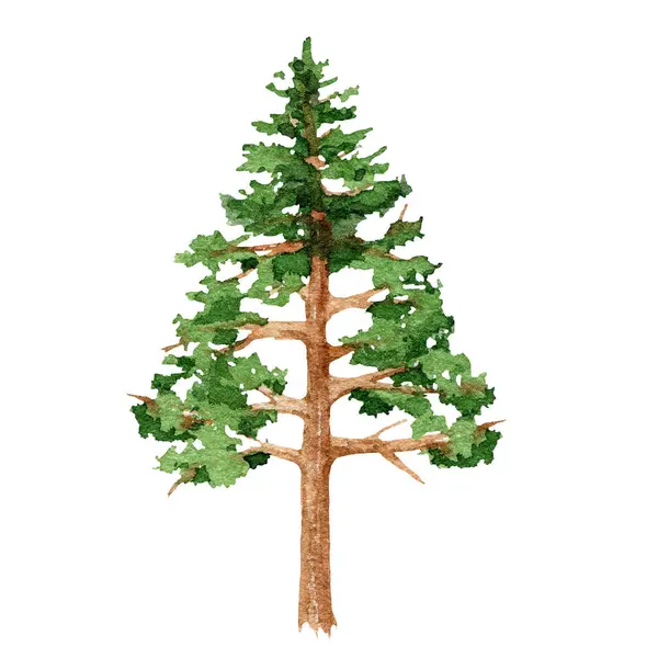 Dennenboom Aquarel Illustratie Met Hand Getekende Jonge Naaldboom Groenblijvende Plant — Stockfoto
