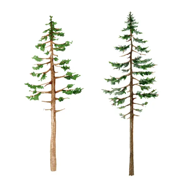 Pine Tree Hand Drawn Set Hight Conifer Evergreen Plant Watercolor — Stock Photo, Image