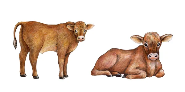 Mała Krowa Cielę Ręcznie Rysowane Zestaw Ilustracji Cute Kolekcji Zwierząt — Zdjęcie stockowe
