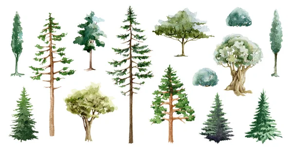 Baum Verschiedene Arten Aquarell Illustrationsset Verschiedene Wald Und Parkpflanzenelemente Kiefern — Stockfoto