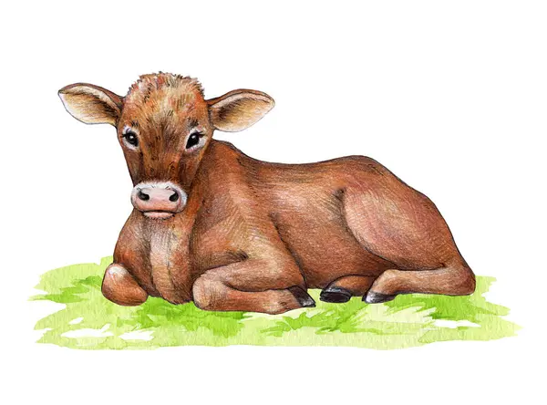 奶牛躺在绿草上 手绘插图 可爱的奶牛宝宝农场动物 棕发小牛犊躺在绿草上的水彩画元素 白色背景的农场家畜 — 图库照片