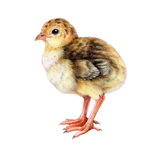 小さなひよこウズラの水彩画イラスト 生まれたばかりの赤ん坊の農場の鳥の要素を手で描きました かわいい小さなウズラのサイドビュー 白い背景に隔離される — ストック写真