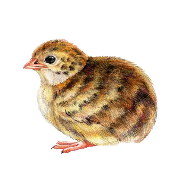Маленькая Перепелка Акварель Ручной Рисунок Птичьего Птичьего Элемента Cute Small — стоковое фото