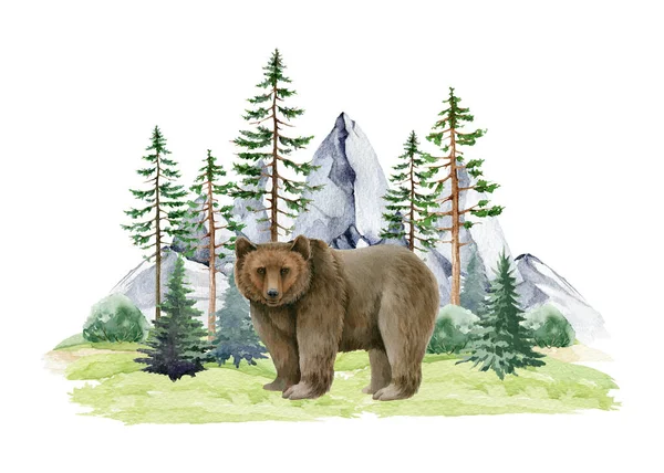 Bear animal in wildlife nature forest landscape scene. Watercolor illustration. Wild grizzly standing in northern forest. Brown bear in wild nature. Pines, bushes, rocky mountain range elements.