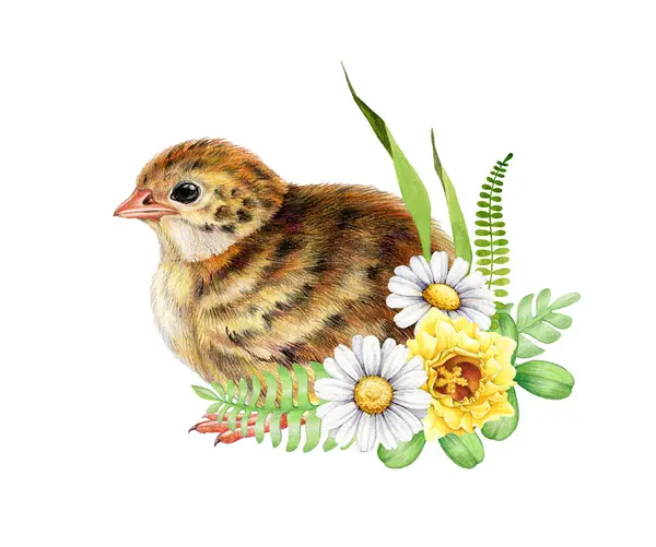 Small Quail Chick Floral Decor Watercolor Illustration Hand Drawn Newborn — Stock Photo, Image