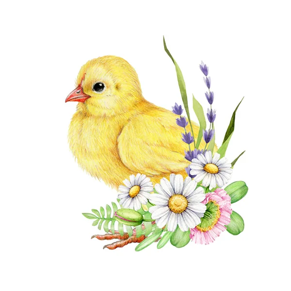 可爱的绒毛小鸡与春天花园花卉装饰 水彩画手绘插图 小黄鸡 薰衣草 罂粟花 有白色背景花朵的小鸡 — 图库照片