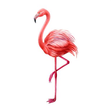 Flamingo kuşu suluboya çizimi. El çizimi renkli yaban hayatı tropikal bir kuş. Tek bacaklı flamingo. Parlak egzotik kuş. Beyaz arkaplanda izole.