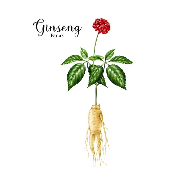 ギンセンの植物水彩画イラスト 手描きの現実的な有機ハーブ植物イラスト ギンセンの根 ベリーの要素 伝統的な医療用ハーブ 白い背景に隔離される — ストック写真